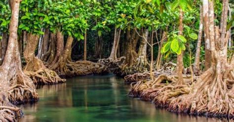 apa saja yg dapat merusak pertumbuhan dan kelestarian hutan bakau  Definisi Operasional 1